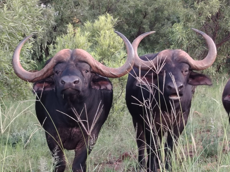 6 Bedroom Property for Sale in Zeerust North West